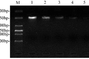 禽流感病毒RT-PCR ELISA診斷方法及應(yīng)用該方法的試劑盒