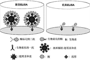 新型超靈敏性ELISA方法的建立