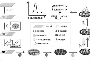 可拋型汞離子傳感器的制備方法及使用方法