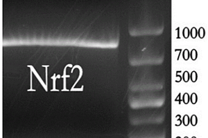 食蚊魚Nrf2基因及其提取方法及特異性一抗抗體制備方法