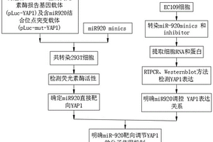 miR-920靶向YAP1在食管鱗癌化療耐藥中的機制方法