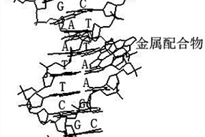 使用計算機模擬金屬配合物與DNA相互作用的方法