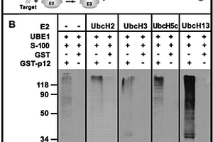 基于已知E1查找特異性介導(dǎo)靶蛋白泛素反應(yīng)E2-E3的方法