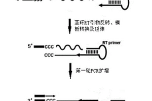 轉(zhuǎn)錄組測(cè)序文庫(kù)快速構(gòu)建方法及其應(yīng)用