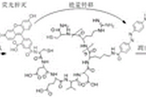 雙響應(yīng)環(huán)狀熒光探針及其制備方法和應(yīng)用