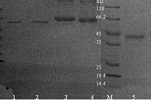 雜交瘤細(xì)胞株、其產(chǎn)生的抗無色孔雀石綠單克隆抗體及應(yīng)用