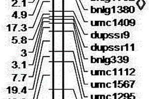 控制玉米單倍體自然加倍QTL連鎖的分子標(biāo)記及其應(yīng)用