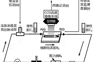 用于血管支架材料表面內(nèi)皮細(xì)胞動力學(xué)測試的微流控體外循環(huán)系統(tǒng)