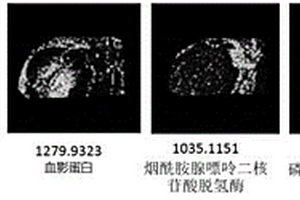 蛋白質(zhì)原位酶切的處理方法