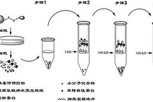 多用途聚賴氨酸熒光自組裝納米微球載體及其制備方法與應(yīng)用