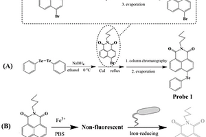 二價(jià)鐵熒光探針及其應(yīng)用