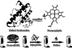 肌紅蛋白與鉑-金-三維石墨烯復合材料修飾電極的制備方法及其應用