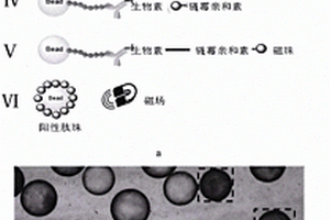 靶向腫瘤干細(xì)胞標(biāo)志物CD133的訂書(shū)肽及其應(yīng)用