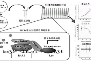 基于MCF-7細(xì)胞系構(gòu)建的RARα效應(yīng)物體外篩選方法