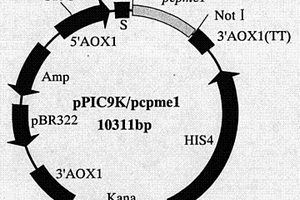 辣椒疫霉菌果膠甲基酯酶PCPME 1基因、蛋白的制備方法及其應(yīng)用