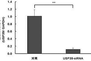 含有人泛素特異性蛋白酶基因USP39-shRNA的重組慢病毒及其應(yīng)用