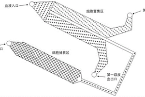 分離神經(jīng)母細胞瘤CTC的微流體芯片及其捕獲方法