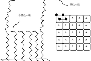 基于表面等離子體共振成像生物傳感器芯片的蛋白質(zhì)固定方法