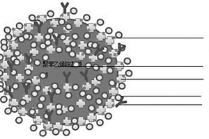 用于ELISA試劑盒信號放大的微球及其制備方法