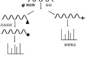 基于肽段C末端選擇性酶標(biāo)記的質(zhì)譜從頭測序方法