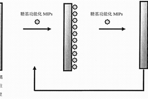 糖基功能化細(xì)菌毒素分子印跡柱的制備方法及應(yīng)用