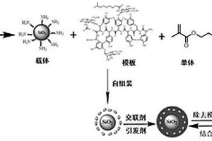 替考拉寧-改性硅膠表面分子印跡聚合物及其水相制備方法和應(yīng)用
