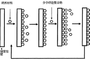 納米增效的細(xì)菌毒素糖基功能化分子印跡柱的制備方法及應(yīng)用