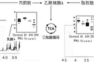 PM2.5顆粒對人肺細胞內(nèi)自由基代謝通路影響的評估方法