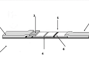 近紅外熒光分子免疫層析試紙及其制備方法