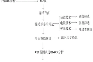 篩選高香氣煙草品種突變體的方法