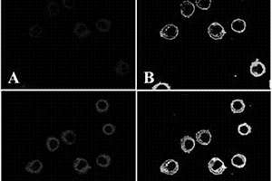 新的免疫熒光標(biāo)記方法