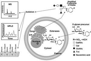 攜帶功能基團(tuán)O-糖鏈的制備方法