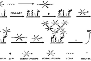 DNA-AuNPs納米網(wǎng)絡結(jié)構(gòu)的制備方法及應用