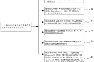 HHORSCs外泌體促進(jìn)真皮乳頭細(xì)胞誘導(dǎo)毛發(fā)再生的方法