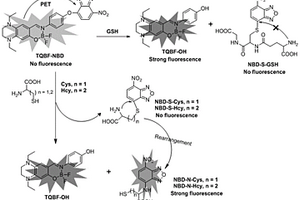 基于氟硼骨架的大Stokes位移的熒光探針TQBF-NBD及其制備方法和應(yīng)用
