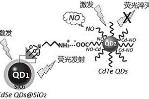 雙量子點(diǎn)納米復(fù)合物一氧化氮比率熒光探針及其制備方法