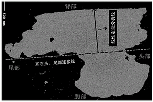 大麻哈魚(yú)人工放流群體與自然野生群體的鑒別方法