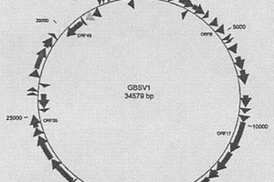 高溫雙鏈DNA噬菌體GBSV1的全基因組序列