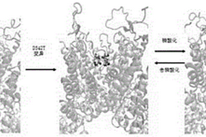 基于計(jì)算機(jī)模擬獲取可調(diào)控的TRPV5變異體的方法