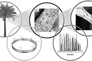 棕櫚單纖維微管、毛細(xì)管氣相色譜柱及其制備與應(yīng)用
