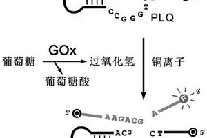 基于葡萄糖氧化酶和類手槍脫氧核酶構(gòu)成的熒光型葡萄糖傳感器