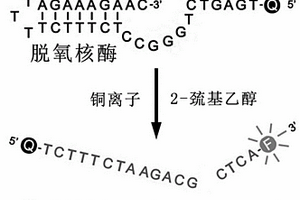 基于斷裂活性脫氧核酶構(gòu)成的熒光型銅離子傳感器