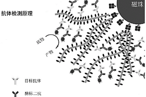 基于蛋白納米線的3D探針-磁性微珠復合物及其應用