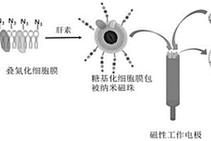 糖基化磁性類細胞識別受體的制備方法