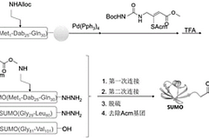 SUMO化修飾捕獲探針的合成方法及應(yīng)用