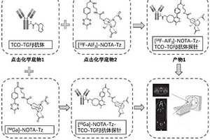 TGFβ示蹤劑、抗體探針制備方法及應(yīng)用