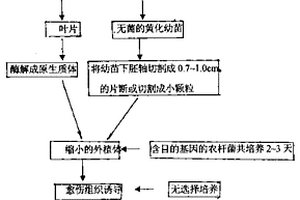 農(nóng)桿菌介導(dǎo)的植物無選擇基因轉(zhuǎn)化及無選擇標(biāo)記基因轉(zhuǎn)化方法