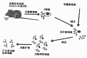 抑制動脈粥樣硬化的天然抗氧化低密度脂蛋白抗體