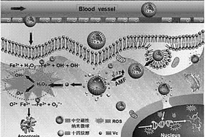 Vc介導(dǎo)腫瘤靶向活性氧自生成納米載體、制備及其應(yīng)用