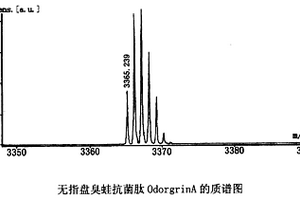 無指盤臭蛙抗菌肽及其制備方法和用途